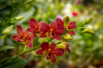 Orchid flower close-up picture