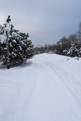 Snow covered Park Christmas trees trees falling snow