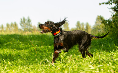 Nasser laufender Hund