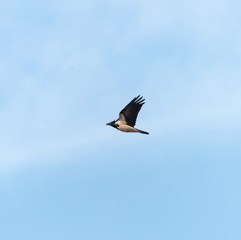 Obraz premium Magpie Pica in the sky