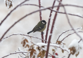 Obraz premium Sparrow sits in the winter in the bushes of a tree