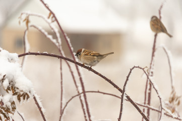 Sparrow sits in the winter in the bushes of a tree
