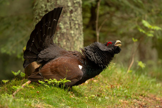 Auerhahn im Wald
