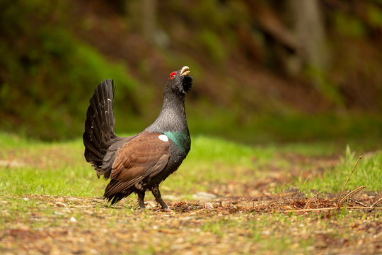 Auerhahn im Wald