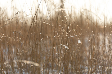 winter, dry grass and twigs of sunlight