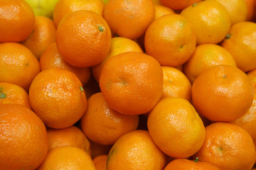 tangerine harvest. many tangerines.mandarine close up	