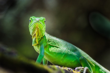 Green Iguana. This iguana have a very vivid color.