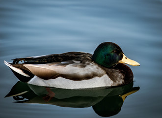 Fototapeta premium duck in water