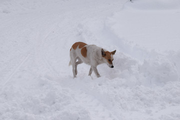 A stray dog walks in the snow-covered Park