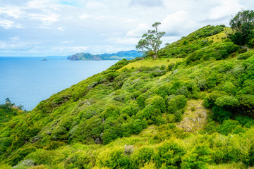 Obraz premium Hiking the Coromandel Coastal Walkway, New Zealand 60