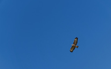 Common Buzzard flying in the air