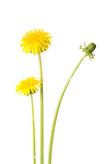 Dandelion (Taraxacum sp.) flowers and flower bud isolated on white background.