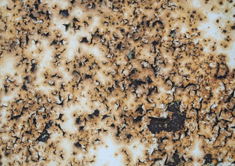 Rust background and texture. Iron. Old white paint.