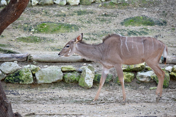 Antilope : Grand Koudou