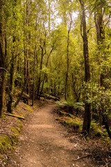 Fototapeta na wymiar Wanderweg durch den Tasmanischen Regenwald