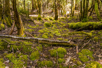 Unber&uuml;hrte Natur - Tasmanischer Regenwald