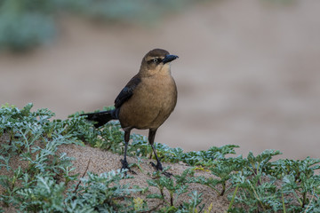 Female Great Tailed Grackle bird perched on mound of sand while looking in distance to right.