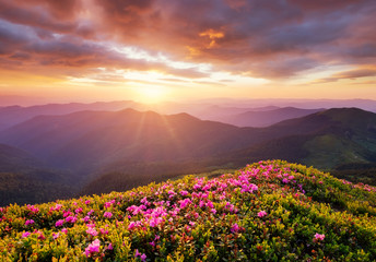 Mountains during flowers blossom and sunrise. Flowers on the mountain hills. Beautiful natural landscape at the summer time. Natural background