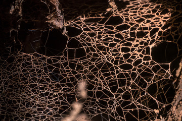 Versteinertes Spinnennetz - Tasmanischer Regenwald