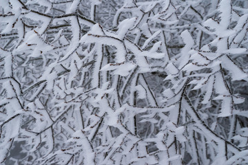 Wintereinbruch im Schwarzwald, nebelwanderung bei Hornberg