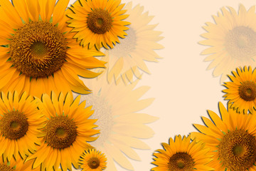 Fototapeta premium sun flower wallpaper