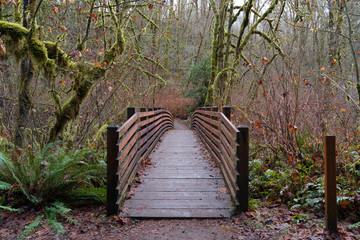 Wooden Boardwalk with trees at McDowell Creek Fall Park in Oregon