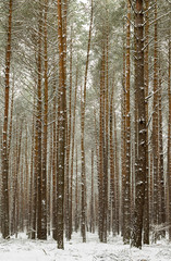 A forest at wintertime with snow-covered trees 2.