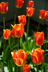 Bright colored tulips in the garden in springtime.