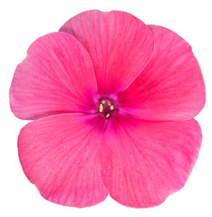 Naklejka premium Phlox is the only red flower