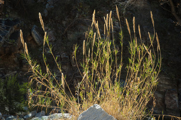 Desert Vegetation in Winter Sun