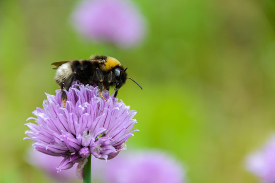 Large fluffy bumblebee (bombus terrestris) close up. Background with a bumblebee pollinating purple "Chives" flower (or Wild Chives, Flowering Onion Garlic Chives, Chinese Chives, Schnittlauch)