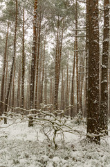 A forest at wintertime with snow-covered trees.