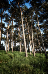 Dark forest with crooked trees.
