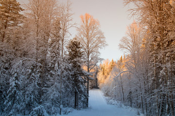 winter landscape with trees in winter
