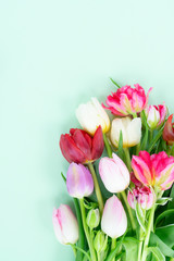 Fresh tulips flowers