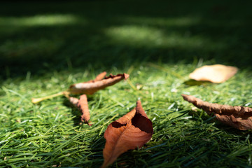 Dry, brown chestnut leaves lie on the grass