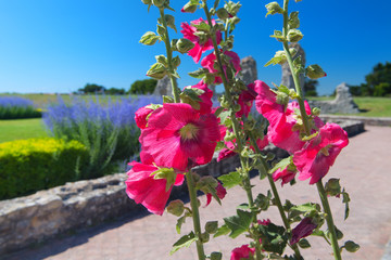 Hollyhocks at French island de Re