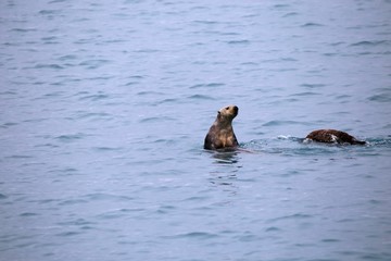 sea otter