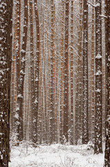 A forest at wintertime with snow-covered trees 4.