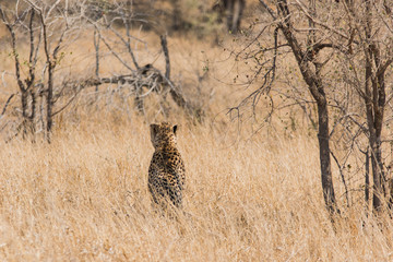 Lonely cheetah hunting South Africa