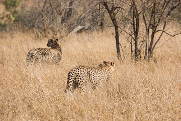 Cheetah hunting South Africa