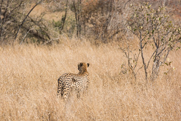 Lonely cheetah hunting South Africa
