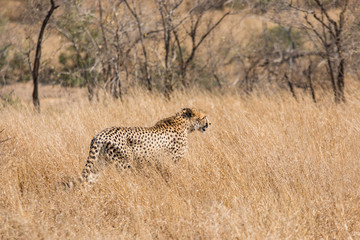 Lonely cheetah hunting South Africa