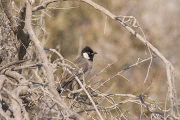 White eared bulbul
