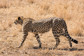 Fototapeta na wymiar Lonely cheetah hunting South Africa