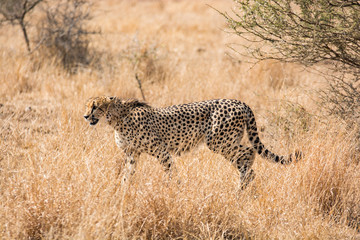 Lonely cheetah hunting South Africa