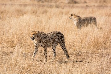Cheetah hunting South Africa