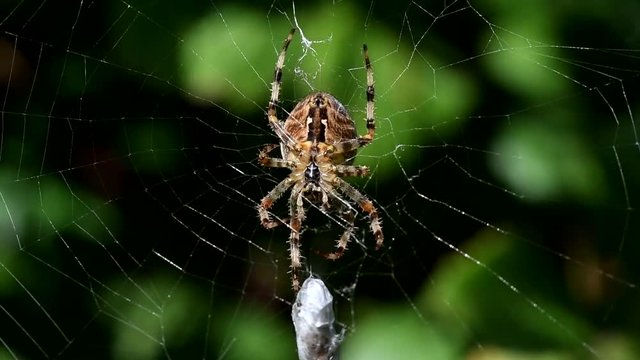 European Garden Spider, Diadem Spider, Cross Spider, Crowned Orb Weaver, Araneus diadematus