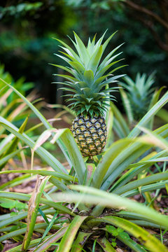 Ananas plant - Bromeliacae Pineapple tropical food in nature,