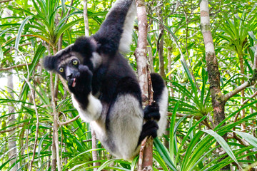 Beautiful image of the Indri lemur (Indri Indri) sitting on tree in Madagascar